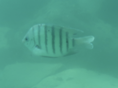 Abudefduf bengalensis
