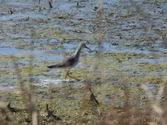 Tringa flavipes