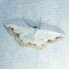 Scopula ornata