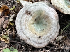 Lactarius semisanguifluus