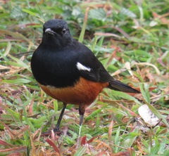 Thamnolaea cinnamomeiventris autochthones