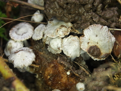 Asterophora parasitica