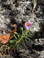 Ionactis linariifolia