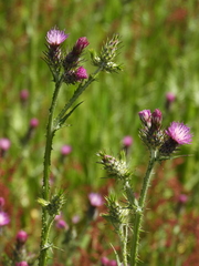 Carduus pycnocephalus