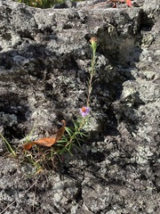 Ionactis linariifolia