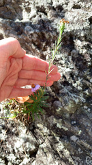 Ionactis linariifolia