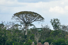 Ceiba pentandra