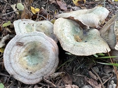 Lactarius semisanguifluus