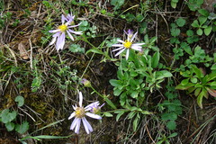 Aster willkommii