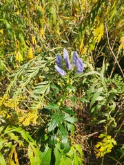 Aconitum napellus