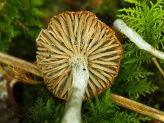 Asterophora parasitica