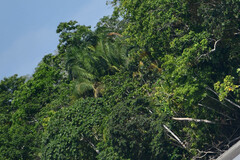 Arecaceae