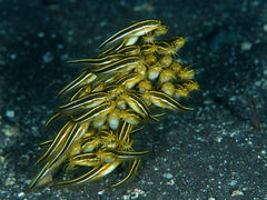 Japanese Striped Eel Catfish photo 3