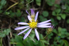Aster willkommii