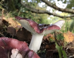 Russula atropurpurea