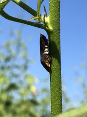 Homalodisca ichthyocephala