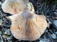 Lactarius semisanguifluus