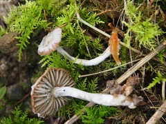 Asterophora parasitica