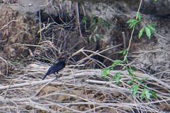 Molothrus oryzivorus