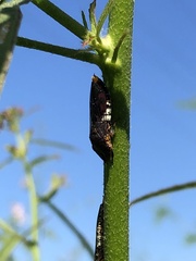 Homalodisca ichthyocephala