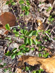 Cotoneaster divaricatus