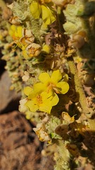 Verbascum sinaiticum