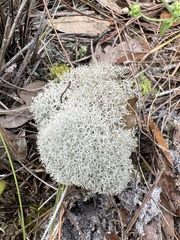 Cladonia evansii