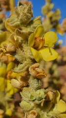 Verbascum sinaiticum