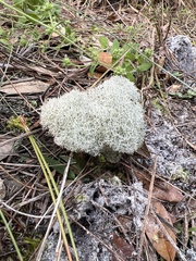 Cladonia evansii