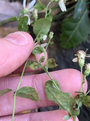 Eurybia divaricata