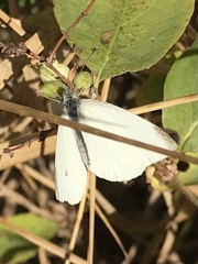 Pieris rapae