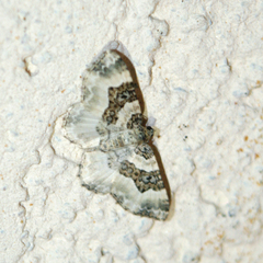 Epirrhoe rivata