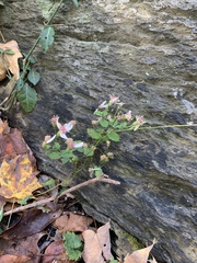 Eurybia divaricata