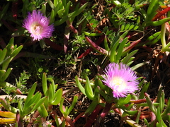 Carpobrotus chilensis