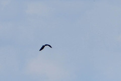 Rostrhamus sociabilis