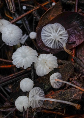 Marasmiellus pseudogracilis