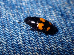 Glischrochilus fasciatus