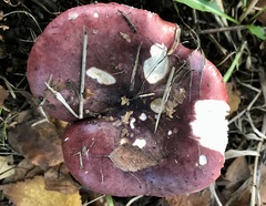 Russula atropurpurea