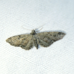 Eupithecia