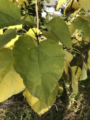 Catalpa