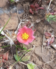 Portulaca cryptopetala