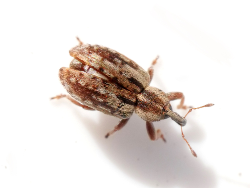 Hypera venusta