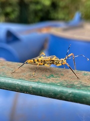 Armillatus