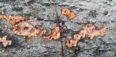Phlebia radiata