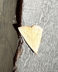 Macrochilo louisiana