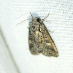 Brachylomia viminalis