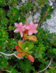Rhododendron hirsutum