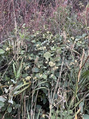 Symphoricarpos occidentalis