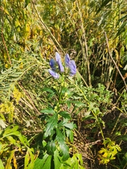 Aconitum napellus