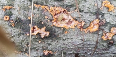 Phlebia radiata